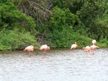 Imagen Flamingos